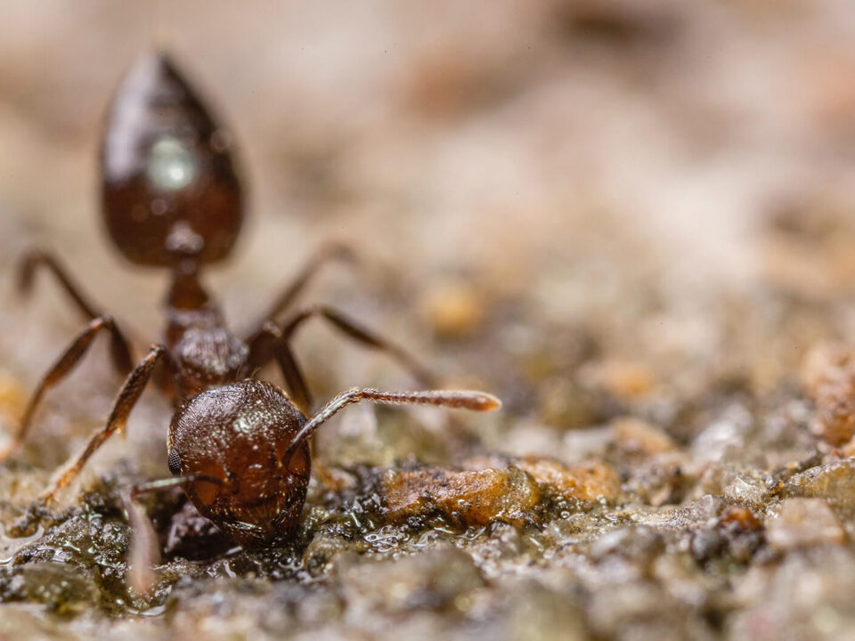Schädlingsbekämpfung Ameisen Bekämpfen Gefahr