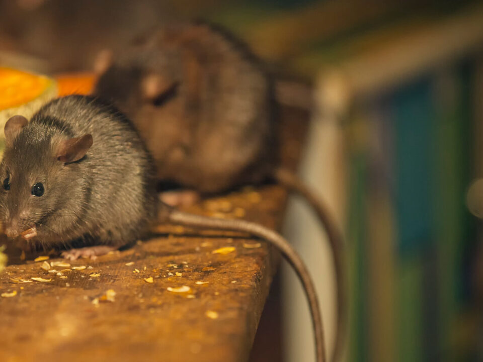 Schädlingsbekämpfung Mäuse bekämpfen Gefahr