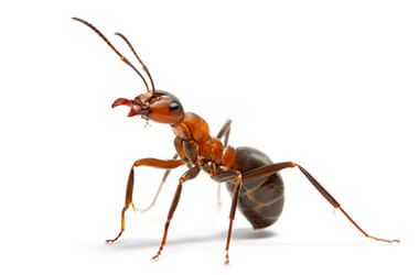 Schädlingsbekämpfung NeckarProtect Ameisen bekämpfen