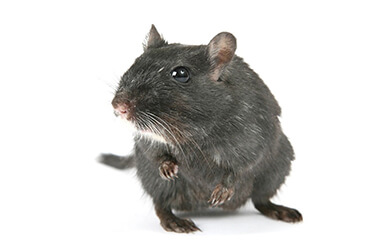 Schädlingsbekämpfung NeckarProtect Ratten bekämpfen