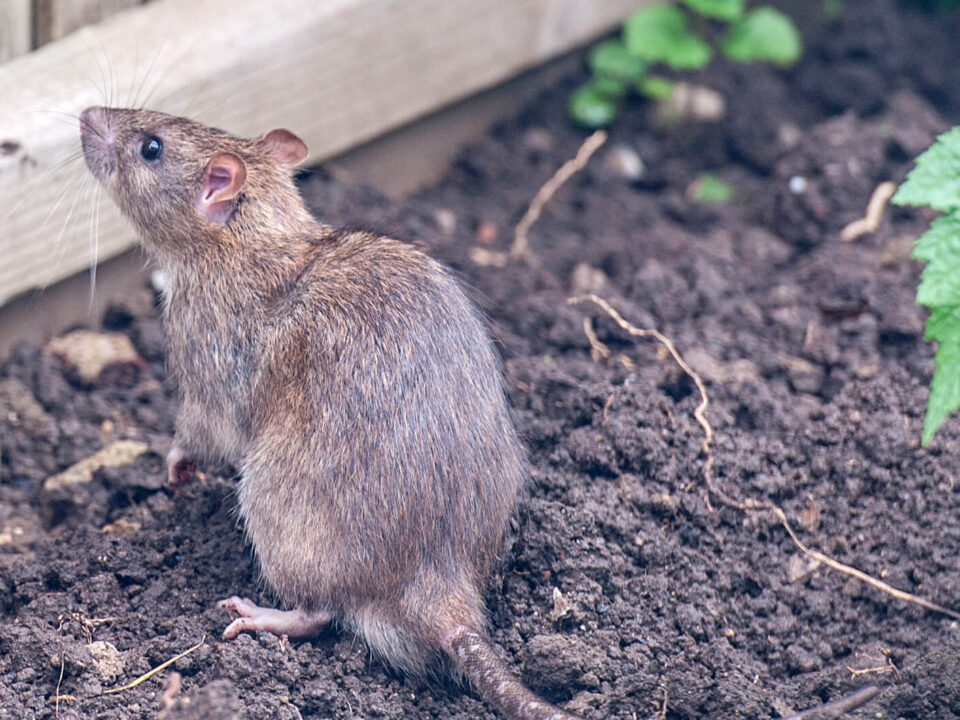 Schädlingsbekämpfung Ratten bekämpfen im Garten