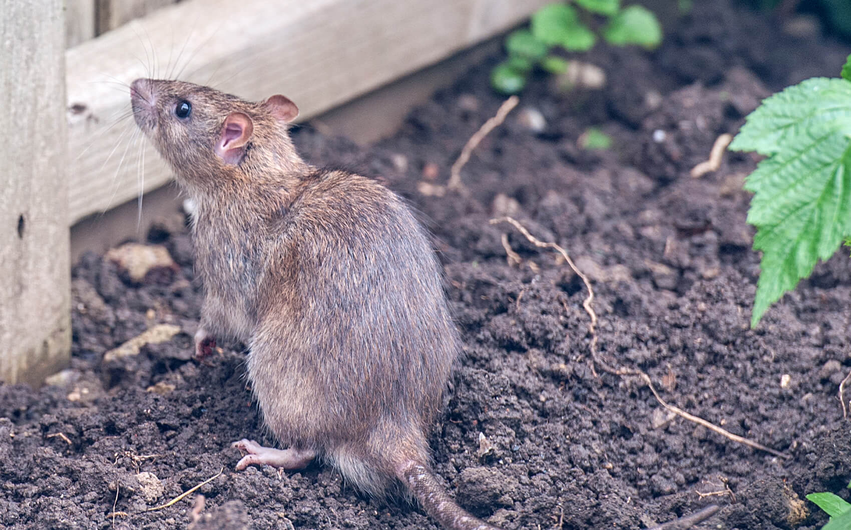 Ratten bekämpfen - NeckarProtect Schädlingsbekämpfung