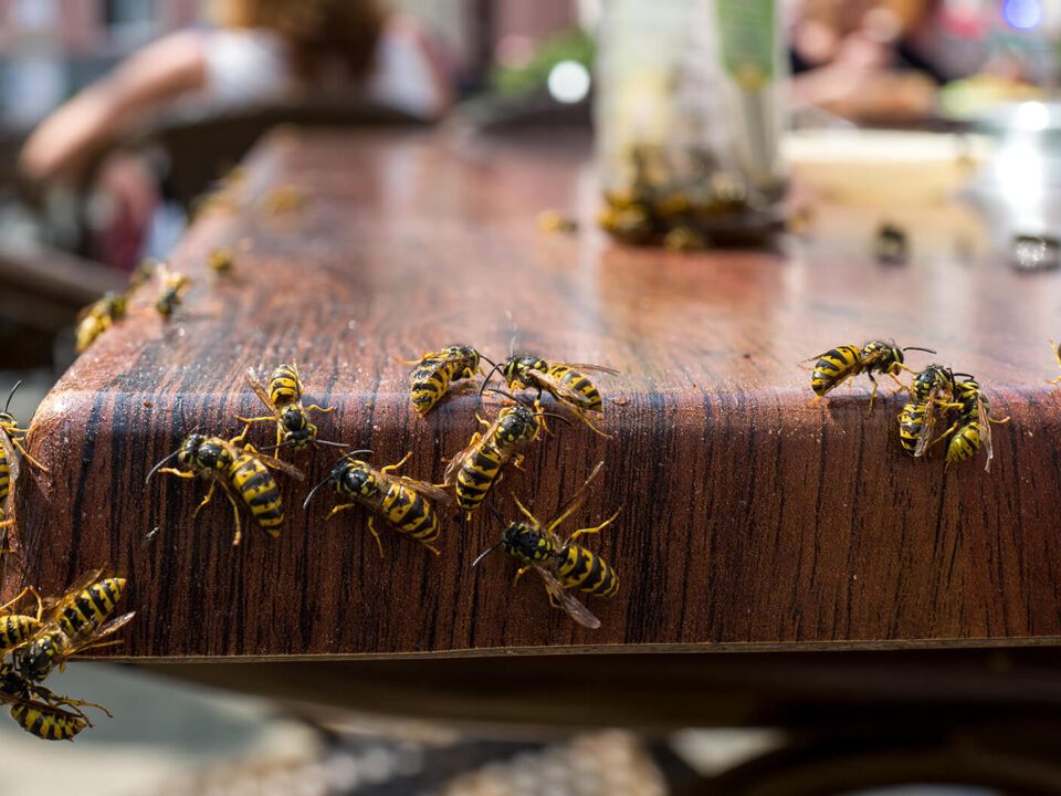Schädlingsbekämpfung Wespen entfernen Gefahr